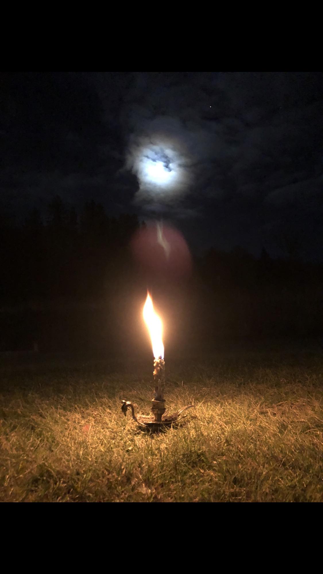 Witch Candle / Mullein Torch